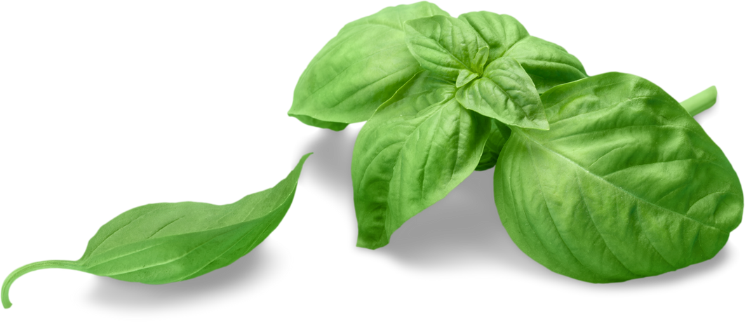 Fresh Basil